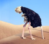 Ostrich in the Sand.jpg