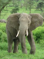 Elephant_near_ndutu.jpg