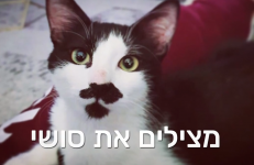 סושי.png