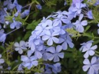 Plumbago_Auriculata-m_S.jpg