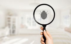 pest-bed-bug-background-bedbug-control-bedding.jpg