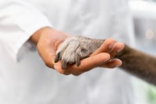 close-up-hand-holding-dog-paw.jpg